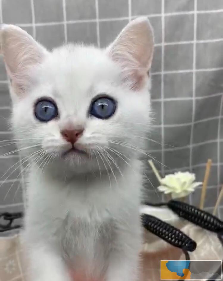 银渐层弟弟求领养