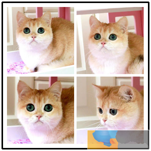 江门正规猫舍 英短 美短 加菲 布偶 折耳 金渐层 可签协议