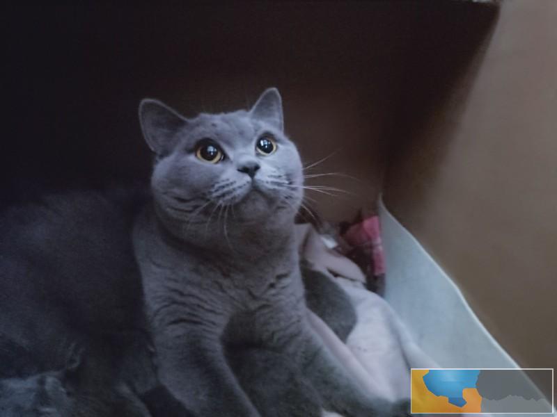 江门 招财猫可爱的英国短毛猫 包子脸蓝猫价格 好看的蓝猫