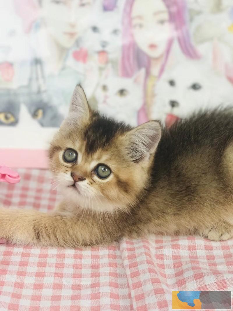 精品渐层幼猫出售疫苗齐全保健康签协议