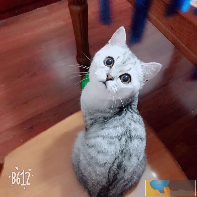 江门英短银渐层猫宝宝寻找有爱心有责任心的铲屎官