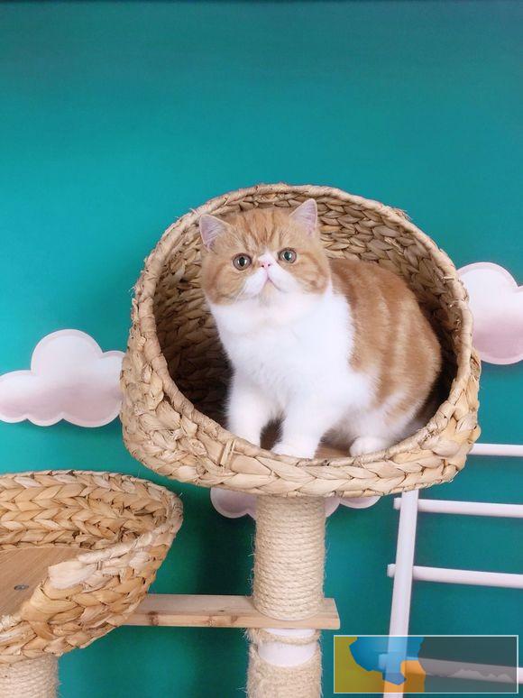 江门完美的你,身边还差一只加菲猫来相伴,从此不再孤单