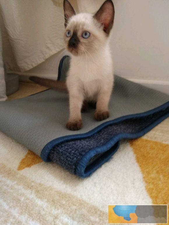 纯种小黑工暹罗猫 家养可爱小猫咪无病无藓