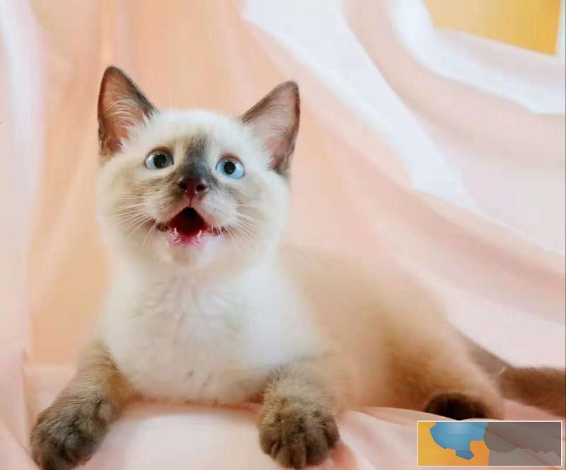 江门纯种小暹罗猫乖巧粘人 漂亮蓝宝石眼睛泰国暹罗猫