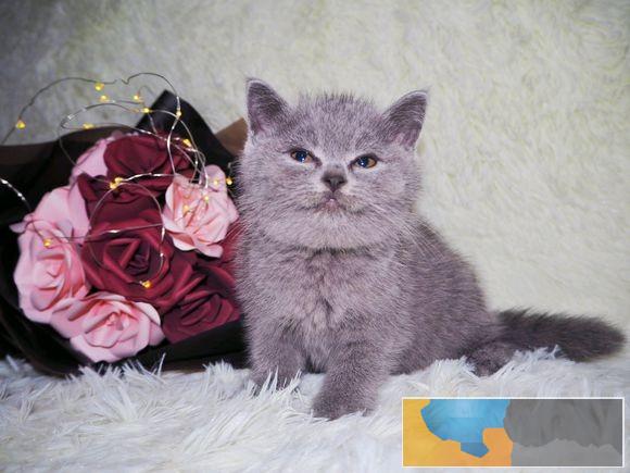 江门超级萌萌哒 包子脸蓝猫大胖子 -等您接回家