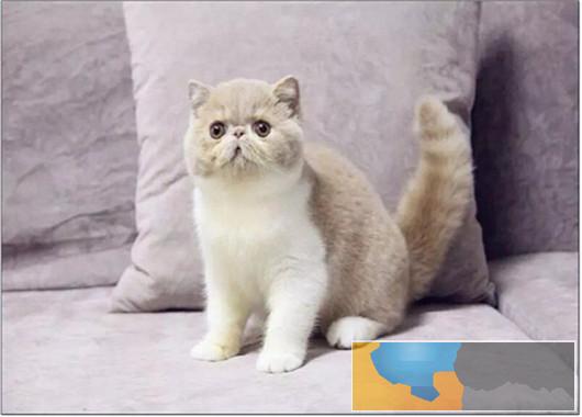 加菲猫猫舍直销 水滴眼眼鼻一线 纯种健康幼猫异短