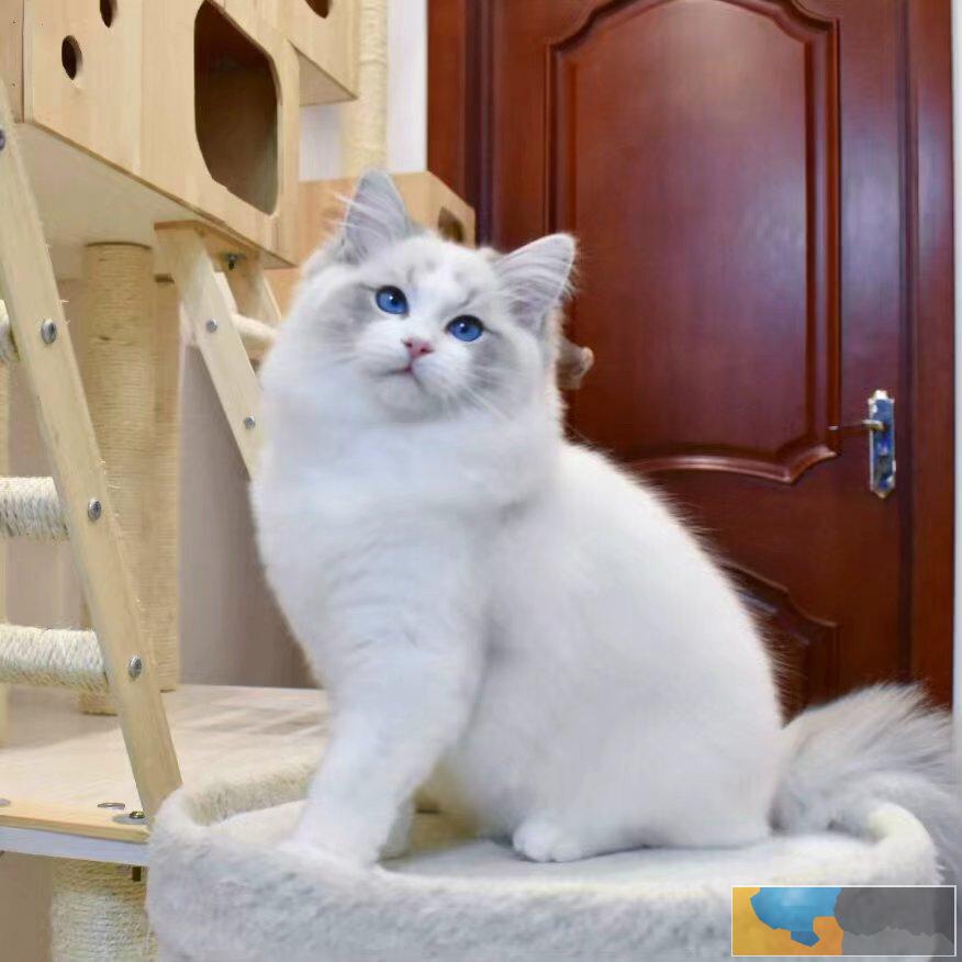 正规养殖基地自家繁育直销纯种布偶猫宝宝