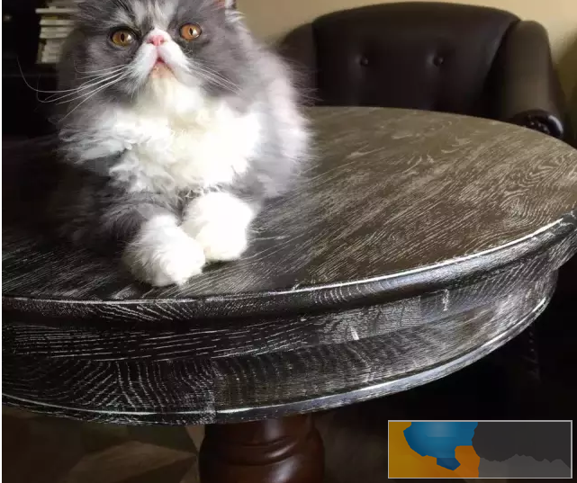 长毛波斯幼猫宝宝 多只出售 多窝可选公母都有