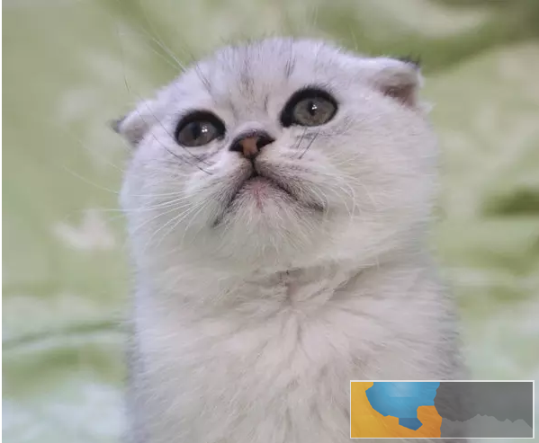 猫舍直销多只折耳猫宝宝,身体健康 品相好价格合理