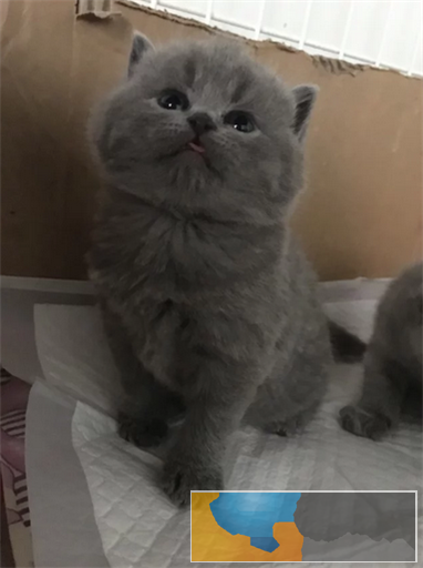 英短蓝猫 活波可爱 家庭式繁殖 无病无癣