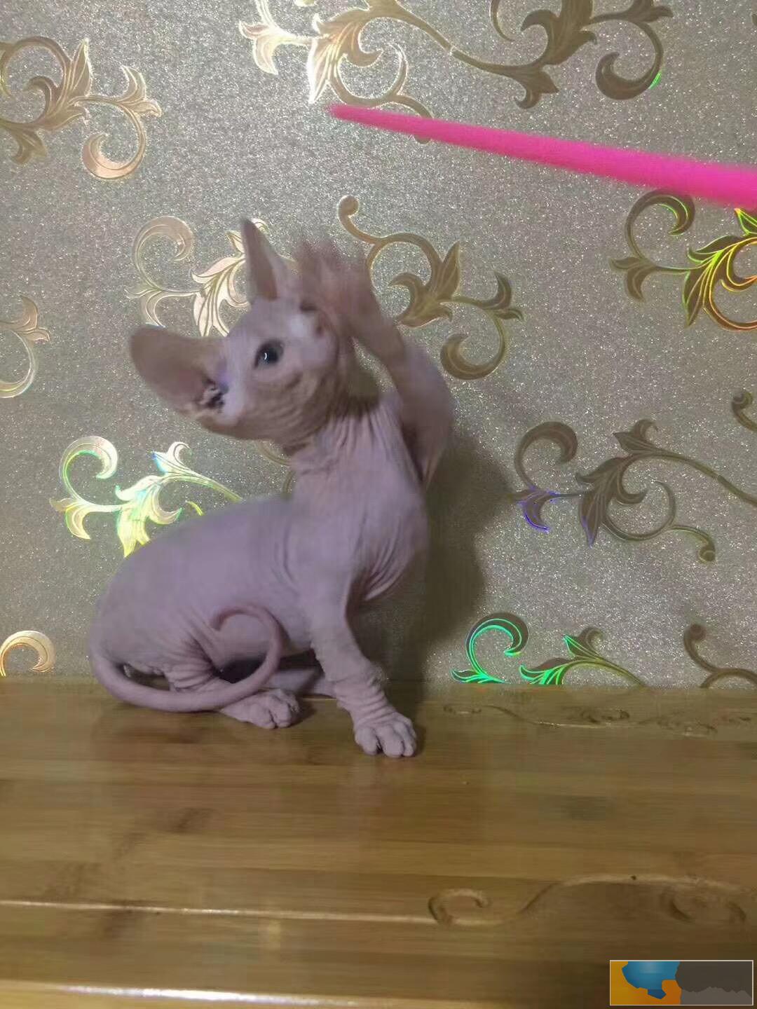 猫舍繁殖无毛猫 欢迎上门挑选