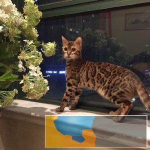 野性外表温柔家猫性格 时尚 漂亮 孟加拉宝宝