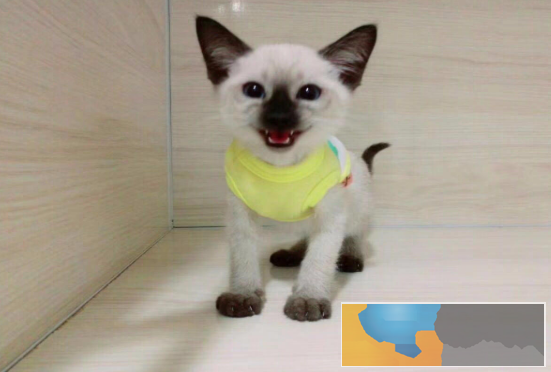 出售泰国皇家猫咪暹罗猫 无病无癣 疫苗齐全