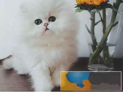 仙女猫金吉拉 幼猫出售 纯种猫咪无病无癣