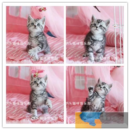 出售美国短毛猫 虎斑猫 美短加白 起司 可看猫咪
