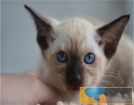 暹罗猫哪里有卖 小暹罗猫找新家,便宜不挣钱