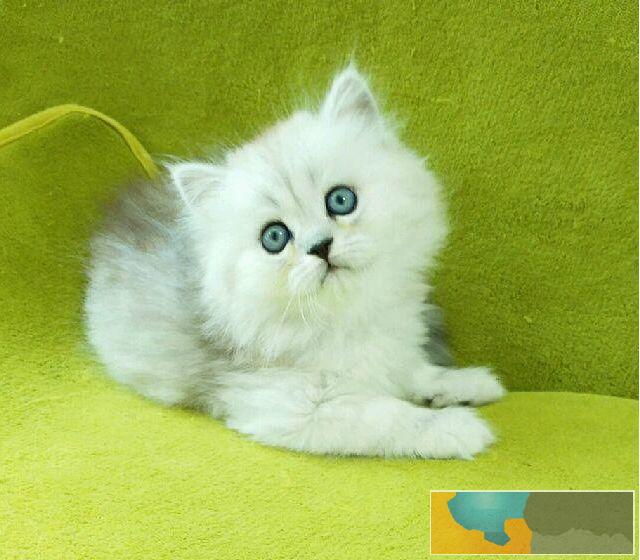 猫舍繁殖出售金吉拉可送货签协议公母都有多窝