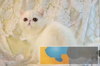 品质大脸加菲猫水滴眼超可爱健康无癣