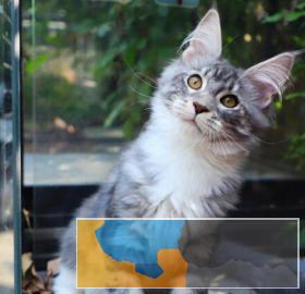 俄罗斯进口纯种高颜值长毛缅因猫纯种健康签协议