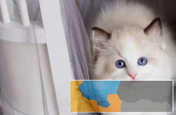 一一一呆萌系布偶猫、像极了爱情一一一