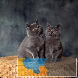 纯种蓝猫蓝白银渐层多只可选