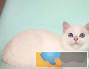 专业繁育纯血统短毛猫英短美短均匀健康黏人