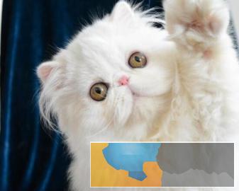 萌萌哒水滴眼五短身材虎头虎脑加菲猫