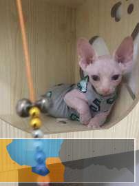猫舍买斯芬克斯猫纯种斯芬克斯猫大眼睛可爱萌