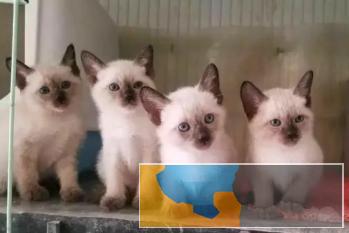 自家繁殖暹罗猫品相好 拒绝病猫签协议