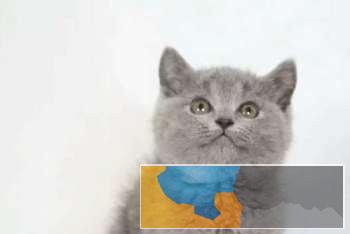 小八猫舍 包子脸英短蓝猫蓝白渐层购买签协议