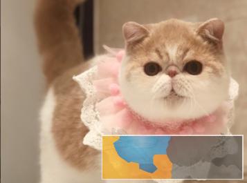 出售自家繁殖加菲猫无病无藓水滴眼可签协议