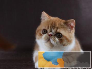 纯种加菲猫活体宠物猫健康无癣活