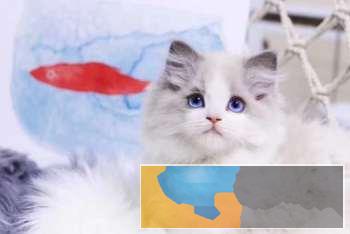 精品纯种双色布偶猫CFA注册猫舍疫苗驱虫到位