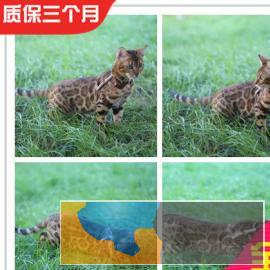 霸气的孟加拉豹猫、常年出售、全国可空运