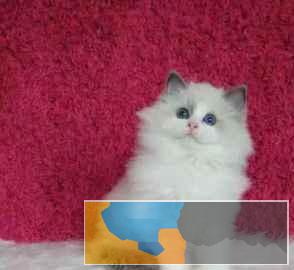 性格可爱健康无癣海双蓝双布偶猫粘人爱干净