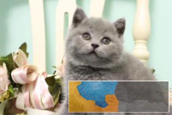 高品质小蓝猫大包子脸好可爱包纯种包健康