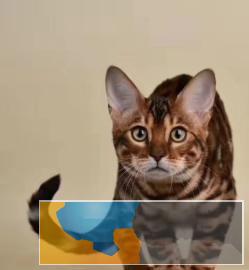 猫舍繁殖孟加拉猫大理石纹玫瑰纹金色银色炭黑色