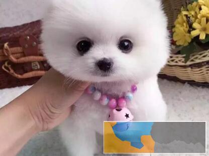 九江哪里有宠物狗出售 九江哪里可以领养小狗