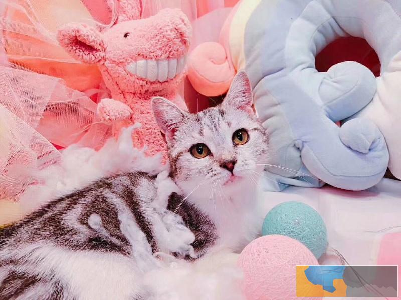 九江出售短毛猫活体银虎斑加白纯种活体幼猫精品美短