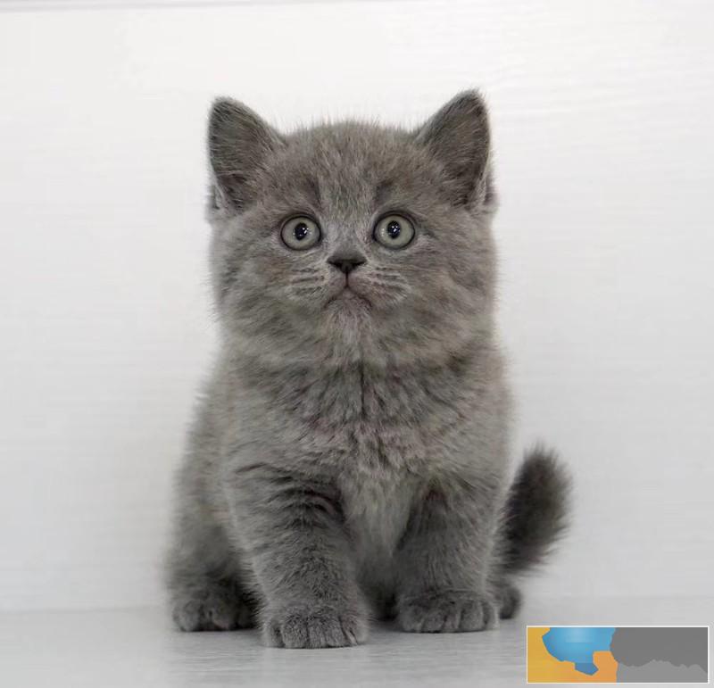 九江高颜值大包子脸英短蓝猫 健康纯种 可上门自选