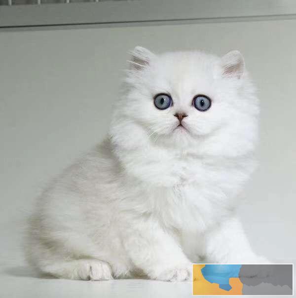 九江超可爱 大眼萌金吉拉 -公母特价出售哟纯种健康