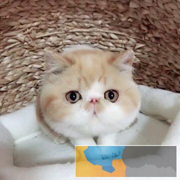 九江全国飞 加菲 胖虎 可爱 红小胖同款 保健康纯