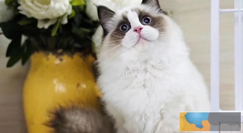 九江布偶猫大爆毛松鼠尾巴 蓝色眼睛超蓝 家养便宜哦