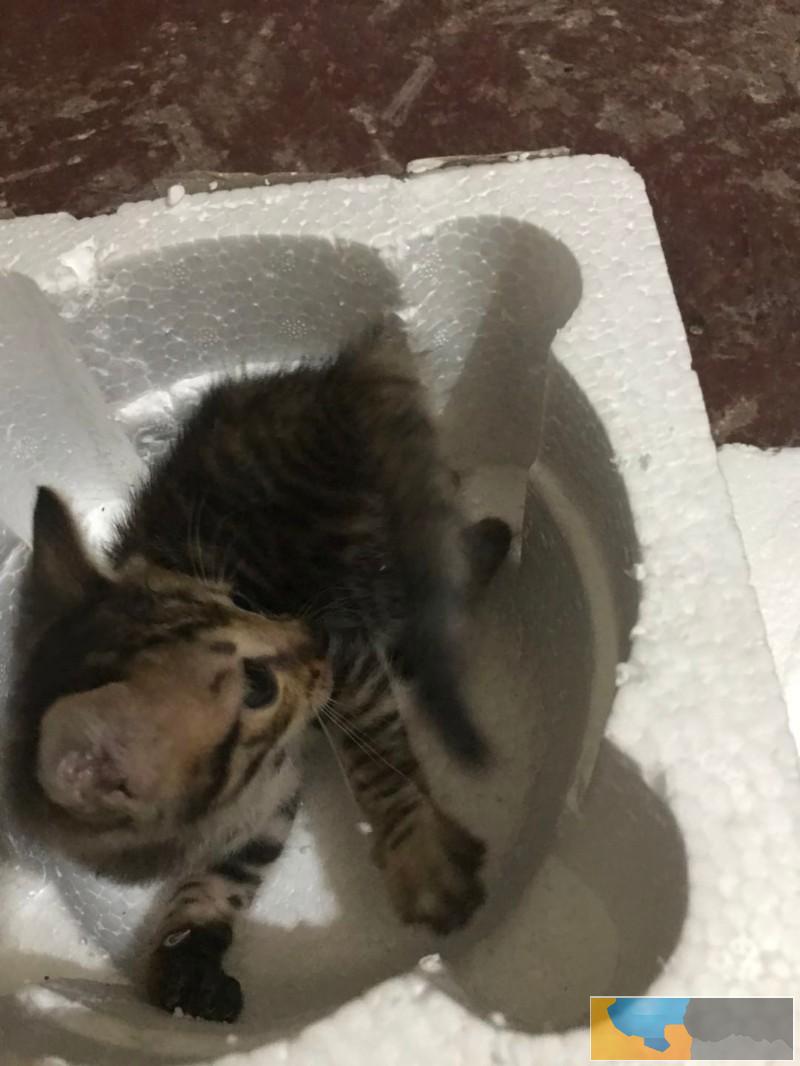 猫咪找领养 坐标景德镇 梨花猫咪 找同城的领养