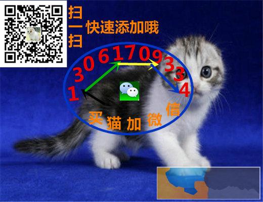 猫苑直销多只折耳猫宝宝,身体健康 品相好价格合理
