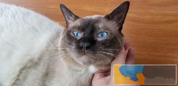 网红暹罗猫可爱且迷人时尚又大方