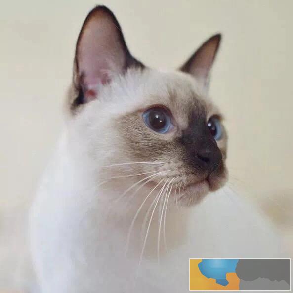 出售纯正暹罗猫咪生活自理健康活泼可爱全国发货