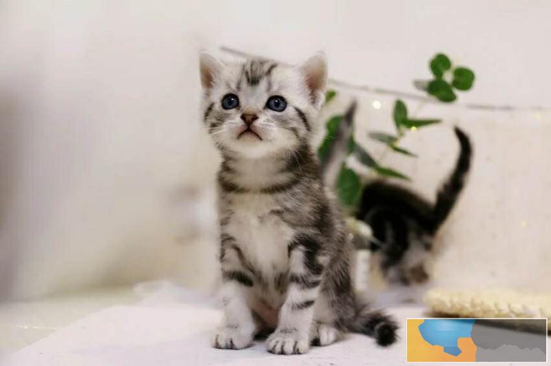 男神较爱女神亲睐 精品美短,找新家啦