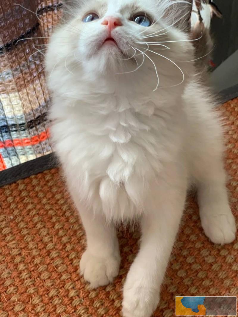 活泼可爱的布偶猫宝宝繁殖纯血统包健康