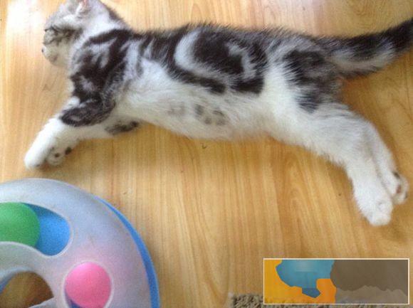 本地猫舍英短美短可爱调皮又黏人美丽大方